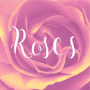 Roses photo card